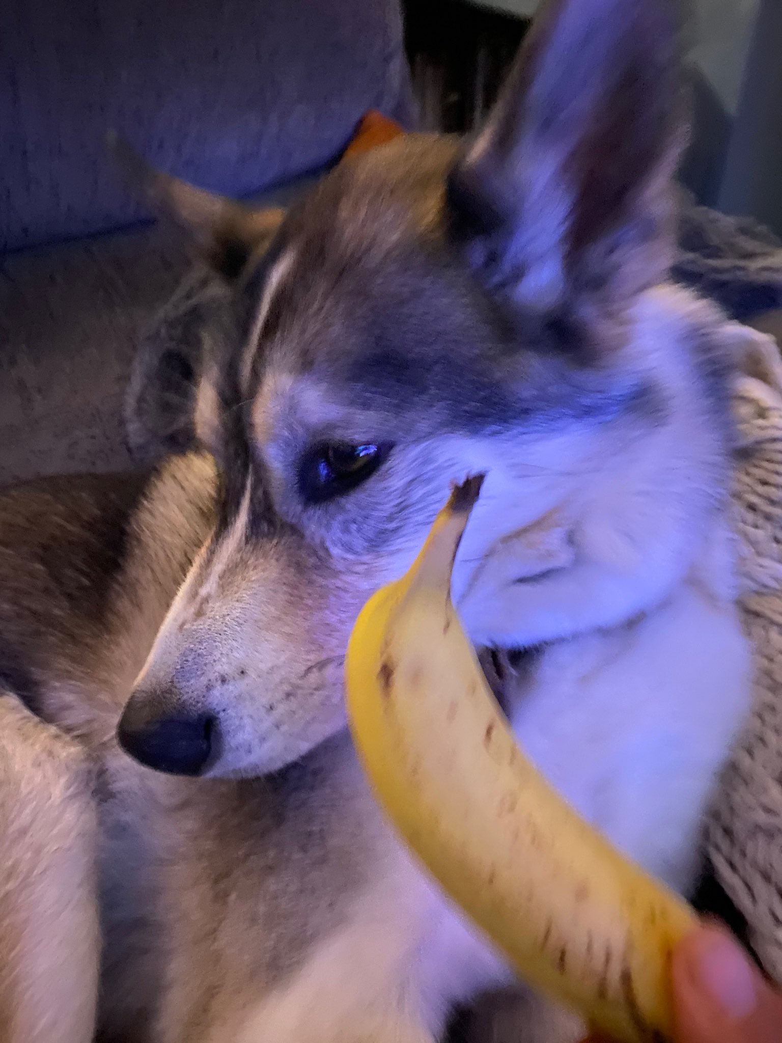 A dog and a banana (Source: Ciaran Martin)
